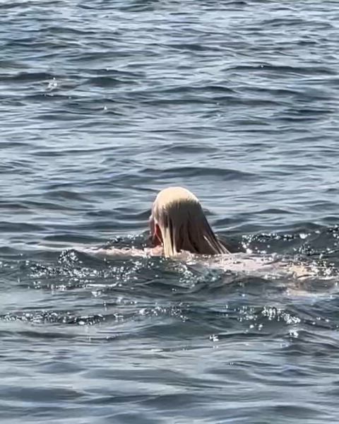 bikini blonde celebrity swimming pool wet gif