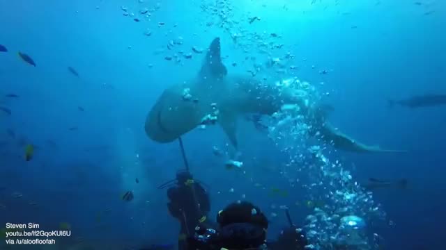 Tiger shark tries to bite diver's head off