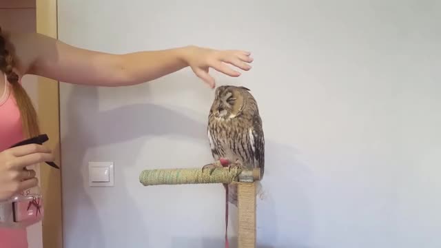adorable owl