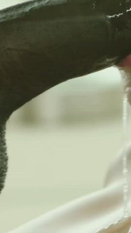 bbc blowjob interracial gif