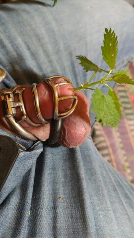 CBT Chastity Chastity Belt Pain Virgin gif