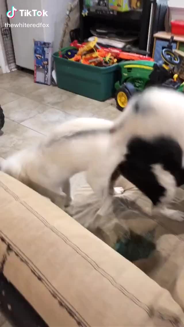Who has more energy the fox or the owner hehe