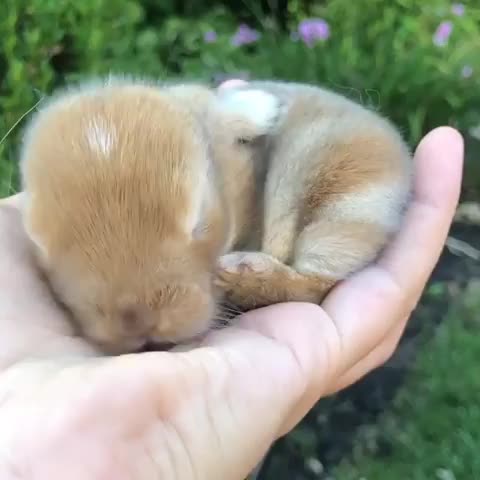 Here's what a handful of cuteness looks like