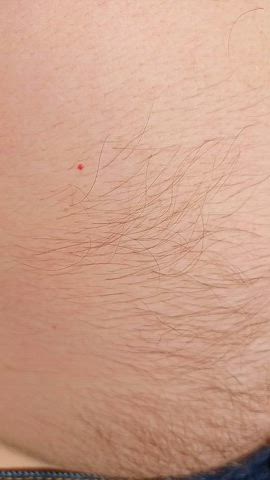 bear dad daddy hairy hairy chest belly gif