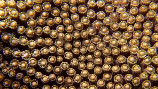 coral spawn