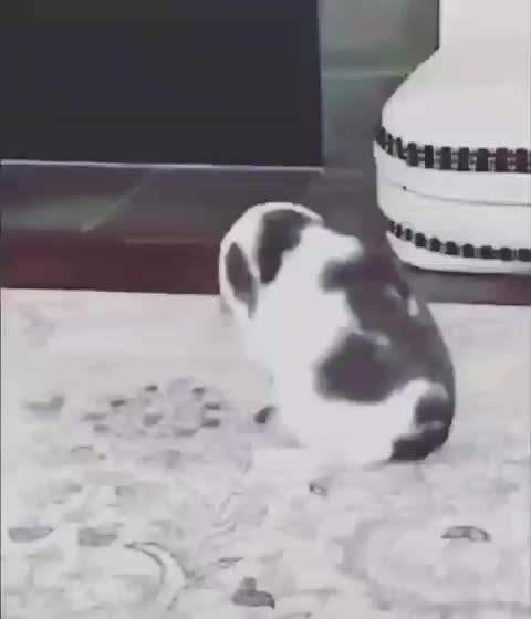 Cute Talented Cat