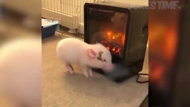 СЕКСУАЛЬНАЯ ДЕВУШКА НЕ УДЕРЖАЛАСЬ СМЕШНЫЕ ВИДЕО