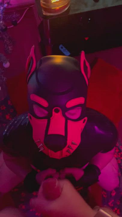 Tagging my puppy to remind him who he belongs to