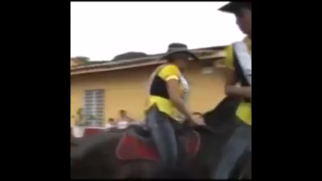 wild horse