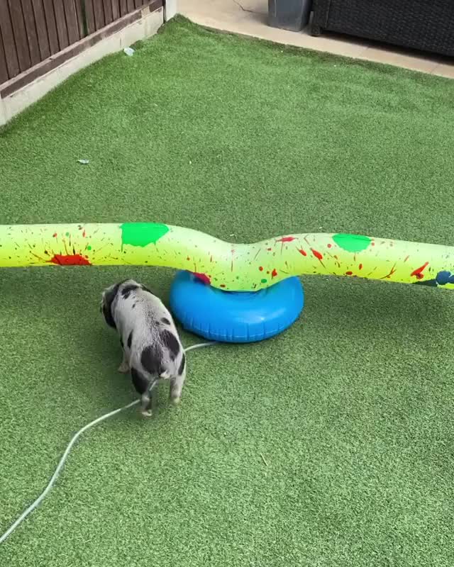 I think it is safe to say that they are liking the new toy