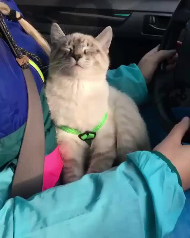 Family road trip