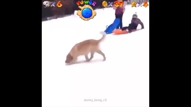 Dog Slide